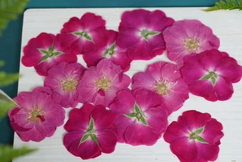 60pcs Pressitud Kuivatatud Wild Rose Lille Epoksüvaik Ehteid Teha Meik, Nägu Järjehoidja Nail Art Käsitöö DIY
